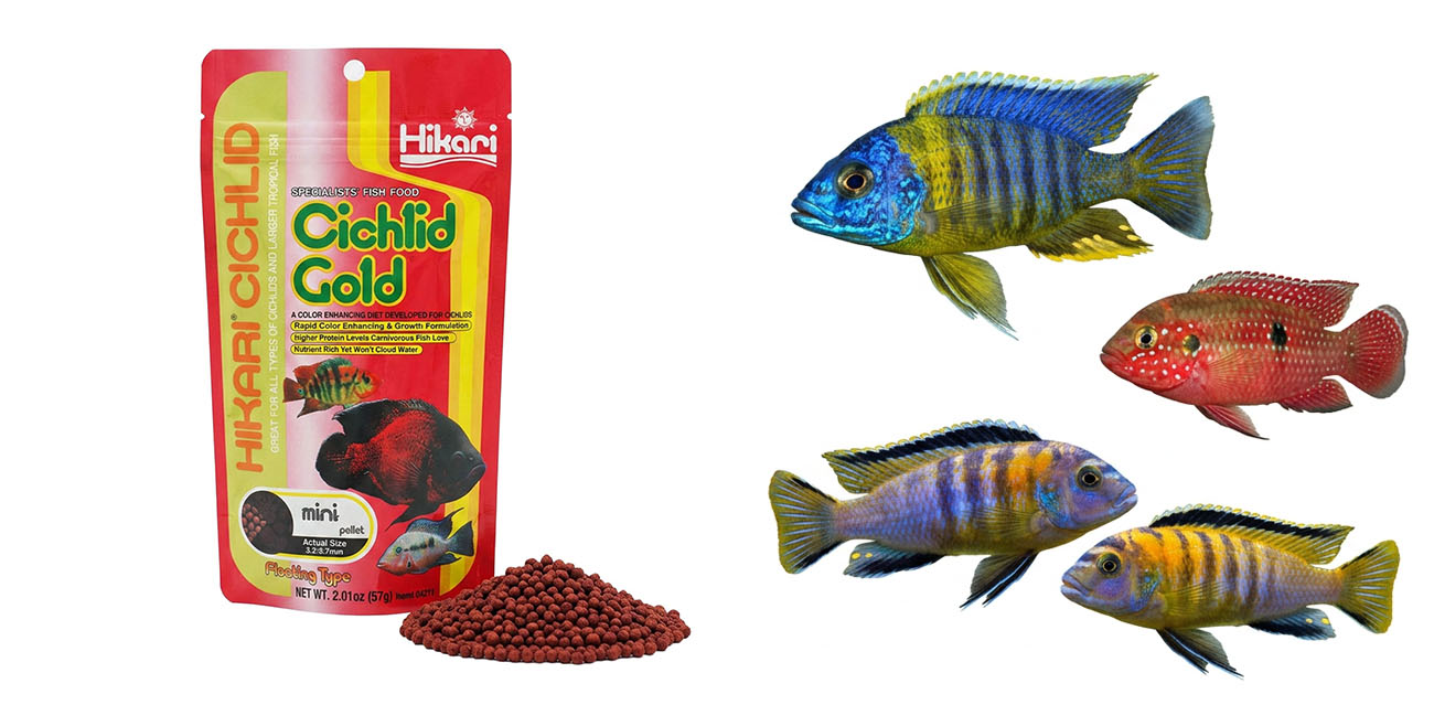 HIKARI Cichlid Gold Mini - pokarm dla pielęgnic