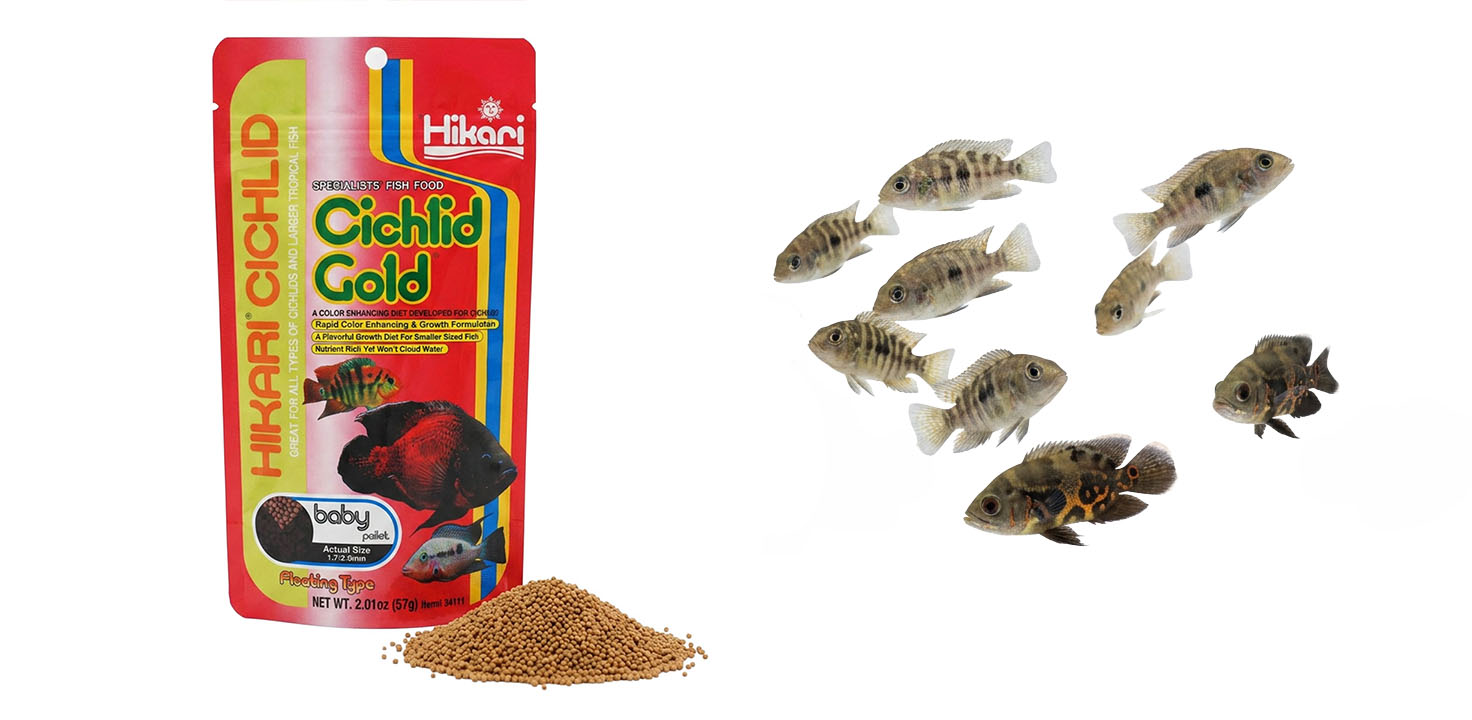 HIKARI Cichlid Gold Baby - pokarm dla pielęgnic