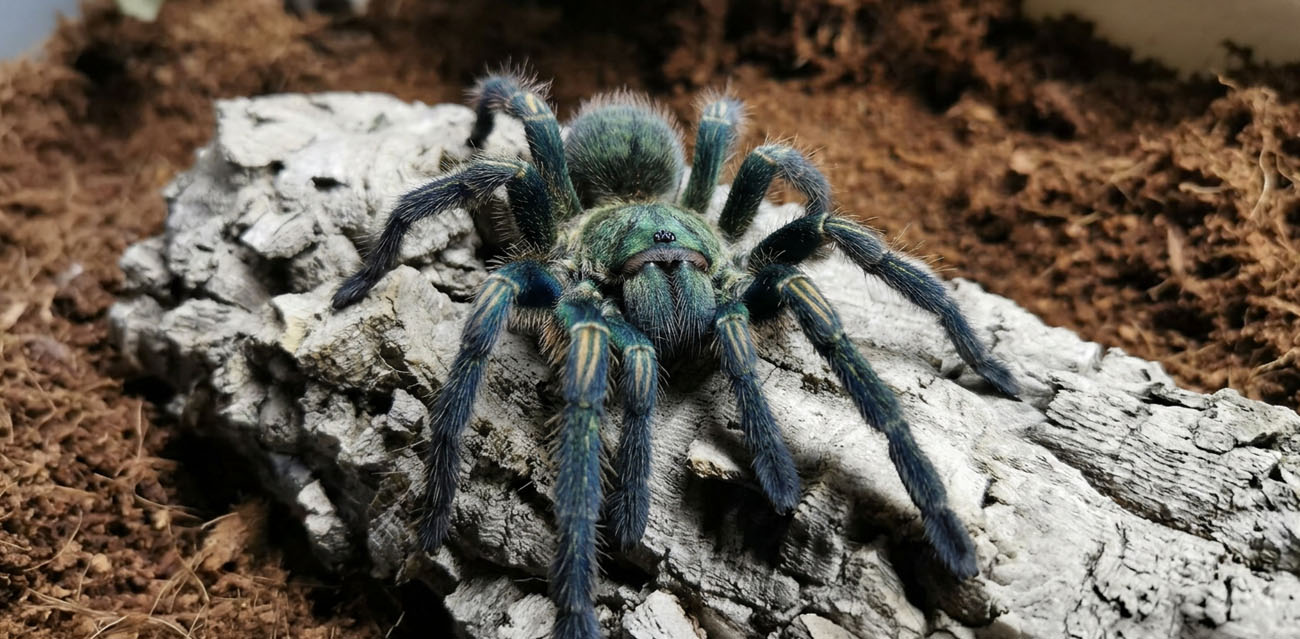 Ptasznik (Thrixopelma pruriens)