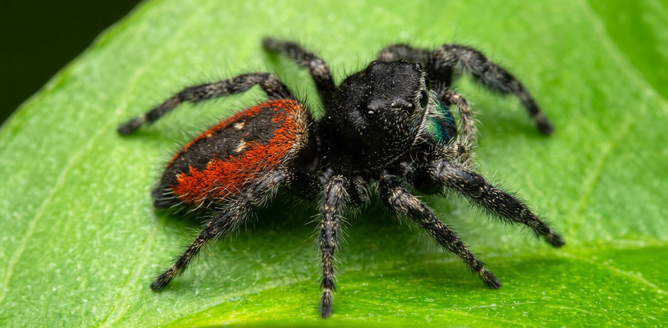 Skakun (Phidippus borealis)