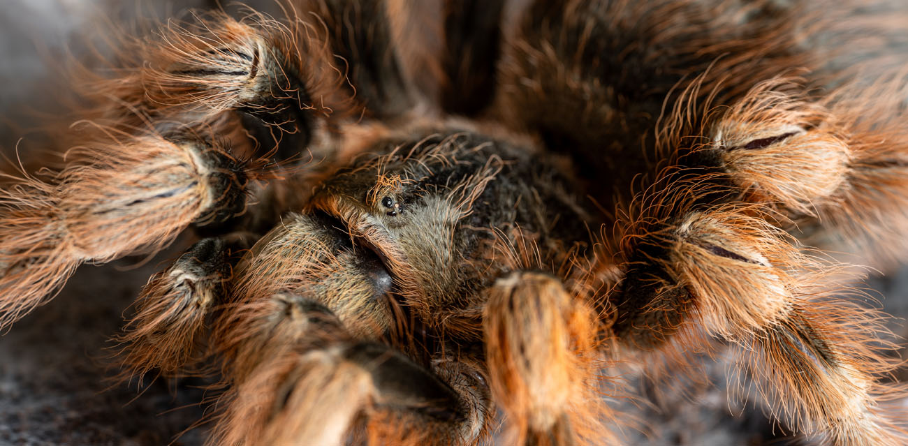 Ptasznik Nanduk barwnowłosy (Nhandu coloratovillosus)