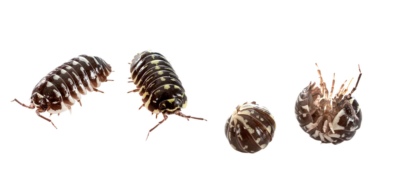 Pochodzenie i środowisko naturalne