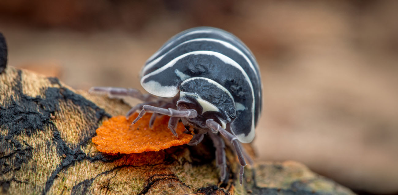 Armadillidium maculatum "Zebra"