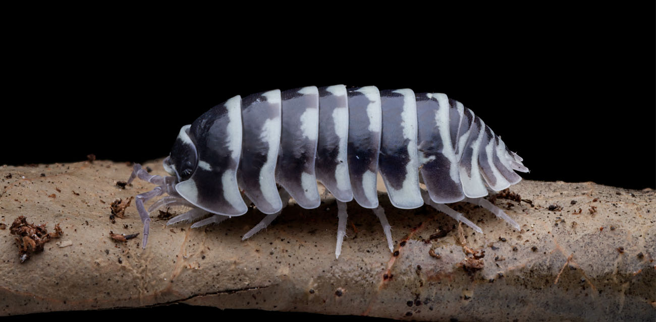 Wygląd Armadillidium maculatum