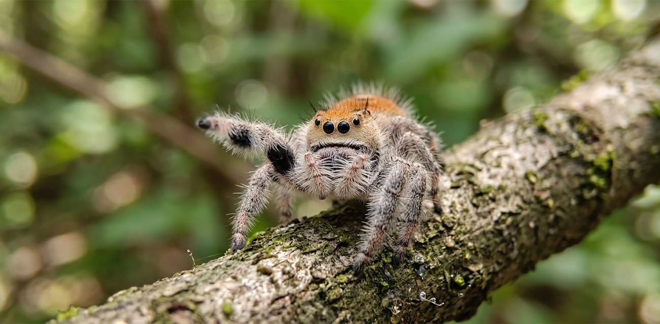 Skakun królewski (Phidippus regius "Lee County" Florida)