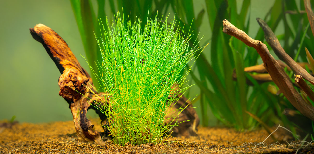 Eleocharis parvula - roślina do akwarium