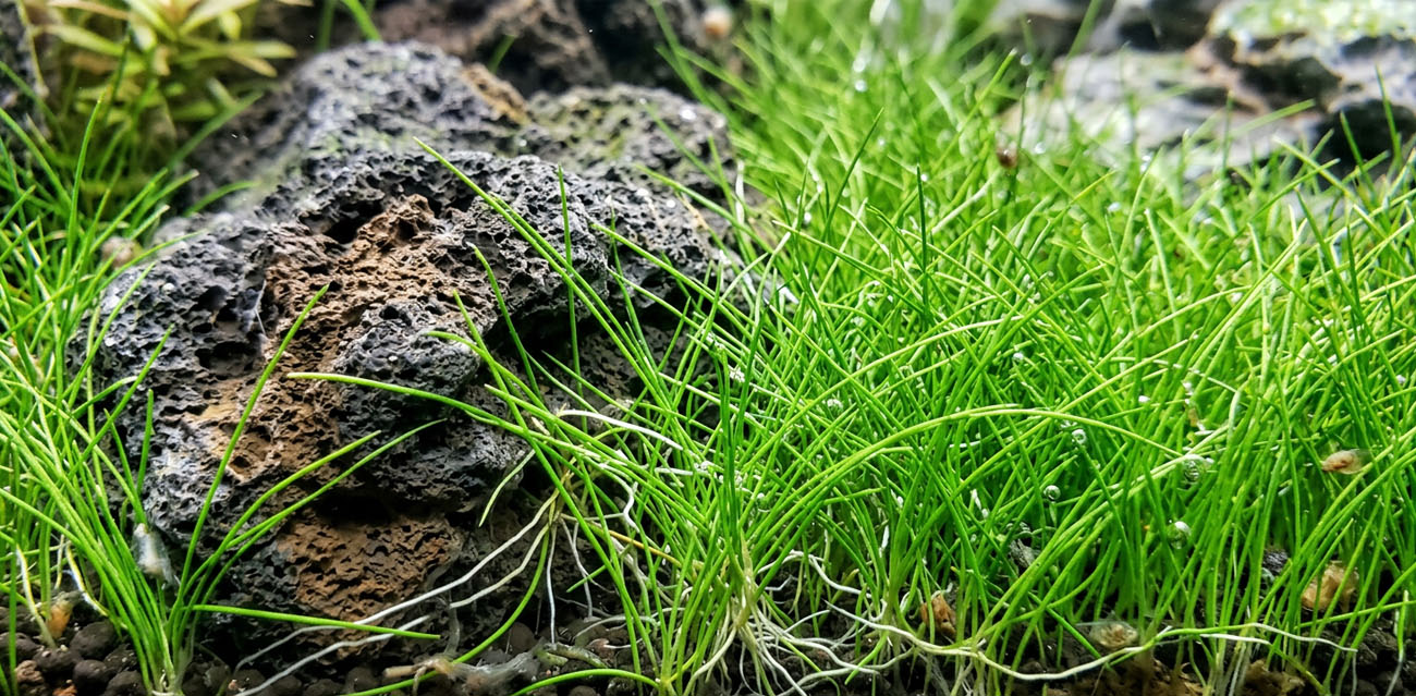 Eleocharis acicularis 'mini' - roślina do akwarium