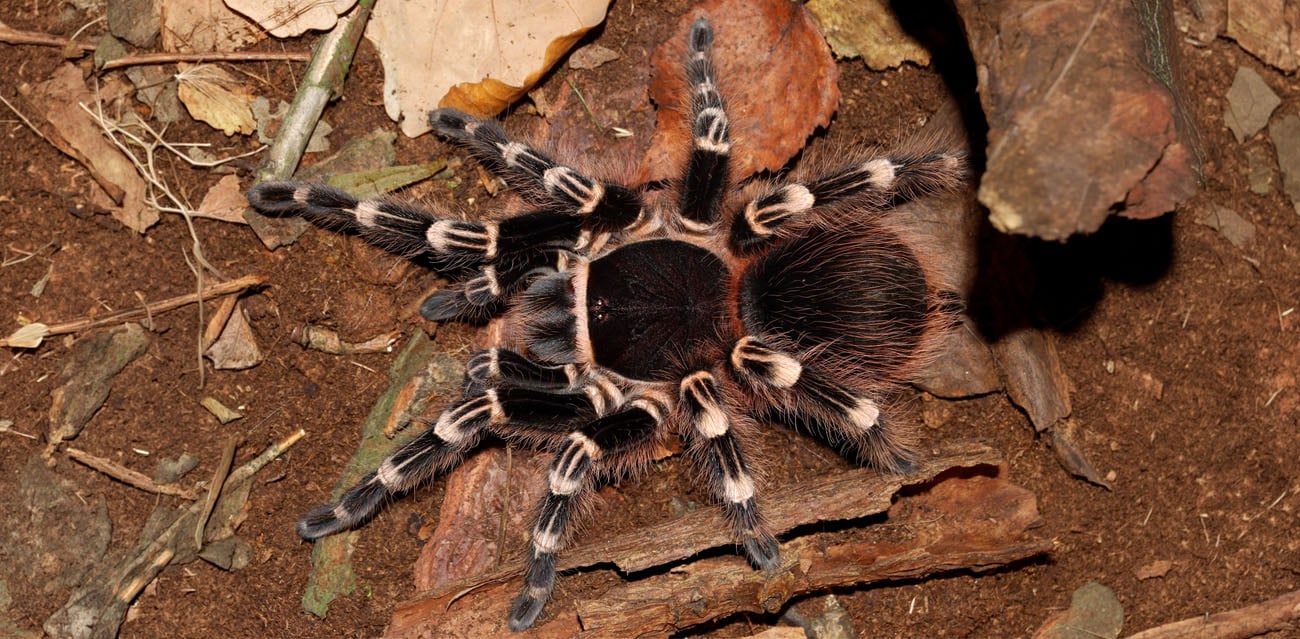 Acanthoscurria geniculata (Ptasznik Białokolanowy)