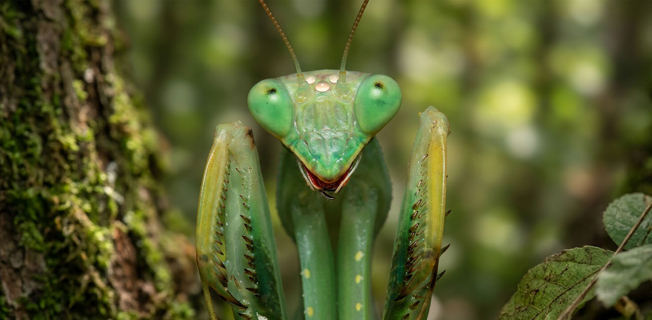 Modliszka żarłoczna (Sphodromantis viridis)