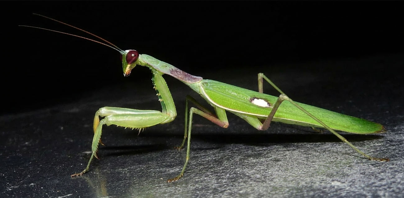 Rozmnażanie Sphodromantis viridis