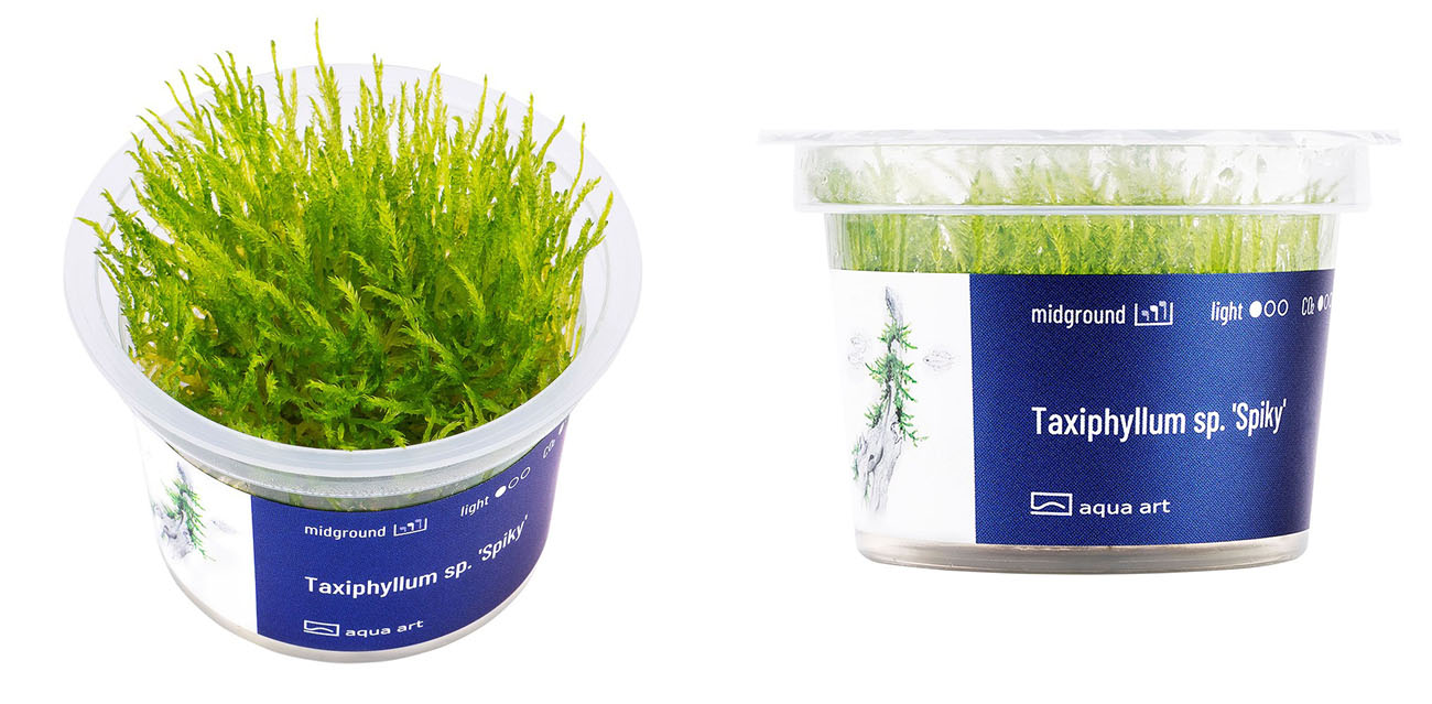 Taxiphyllum 'Spiky' - roślina do akwarium