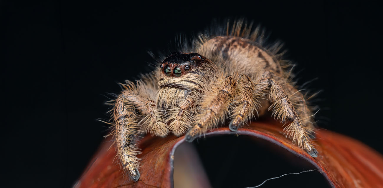 Skakun olbrzymi (Hyllus giganteus)