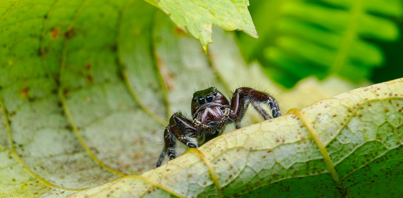 Warunki hodowli Hyllus giganteus