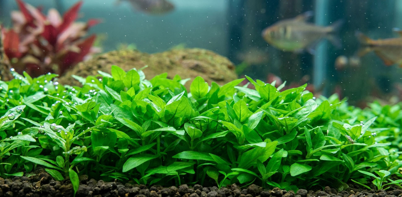Staurogyne repens - roślina do akwarium