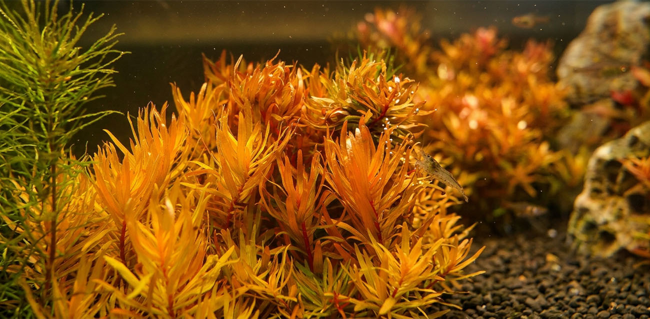 Nesea sp. 'Gold' - roślina do akwarium
