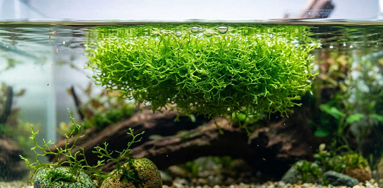 Zastosowanie i sposób prowadzenia Riccia fluitans