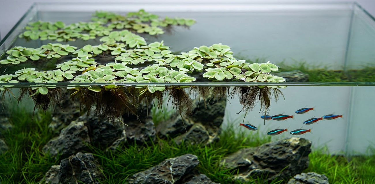 Wymagania Salvinia auriculata
