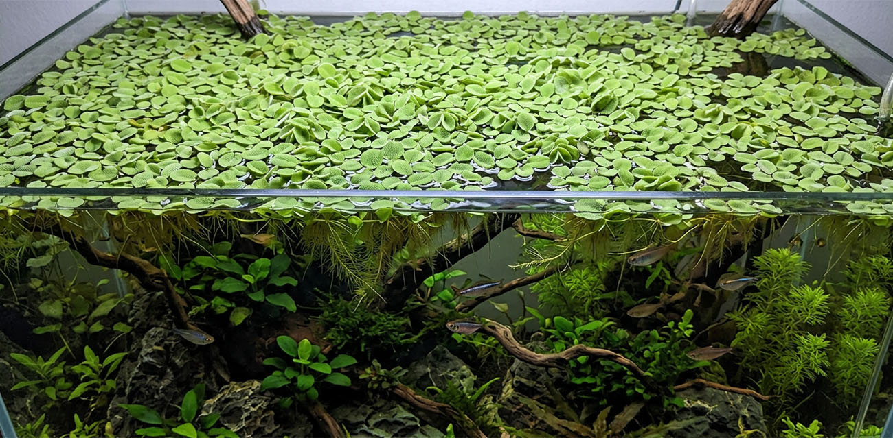 Zastosowanie Salvinia auriculata w akwarium
