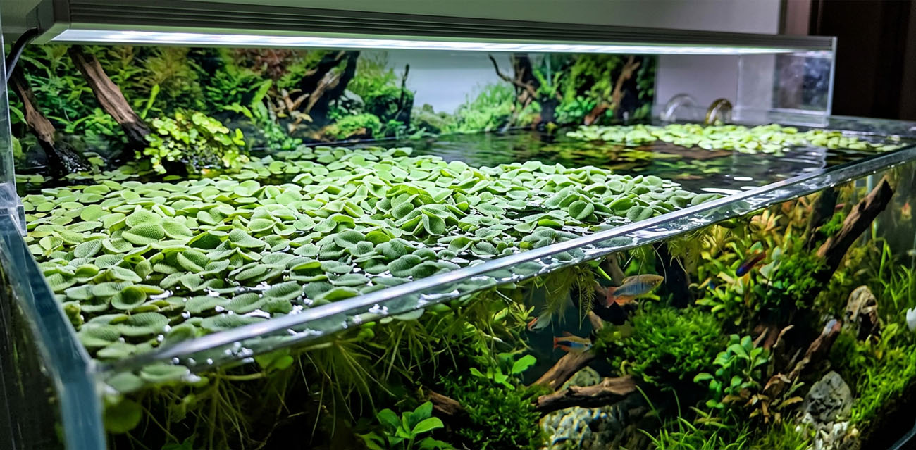 Salvinia auriculata - roślina do akwarium