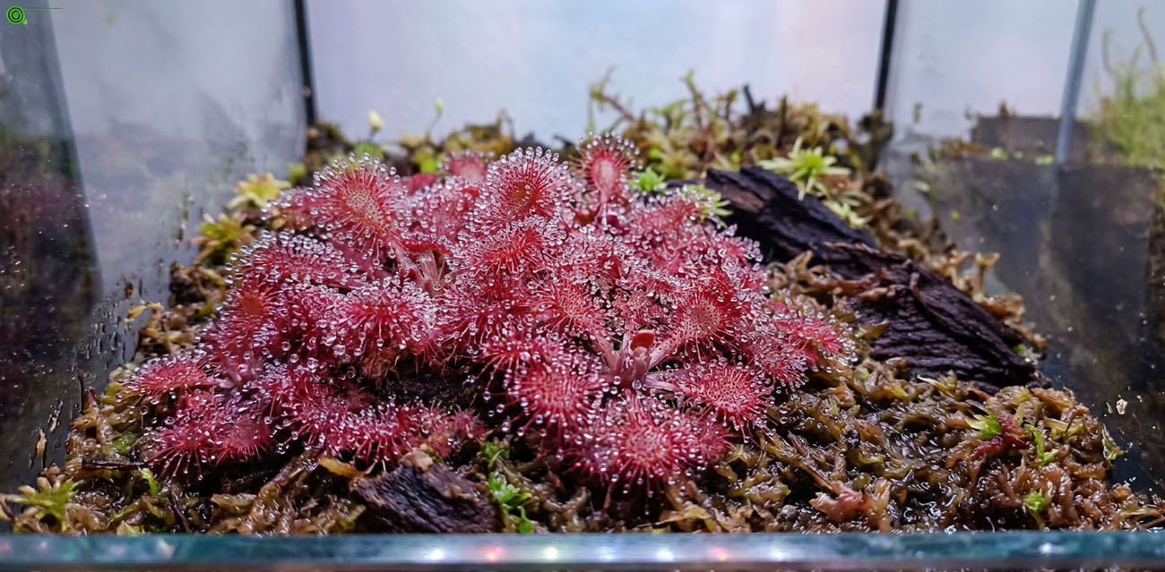 Wygląd i wybarwienie Drosera sp. Lantau Island