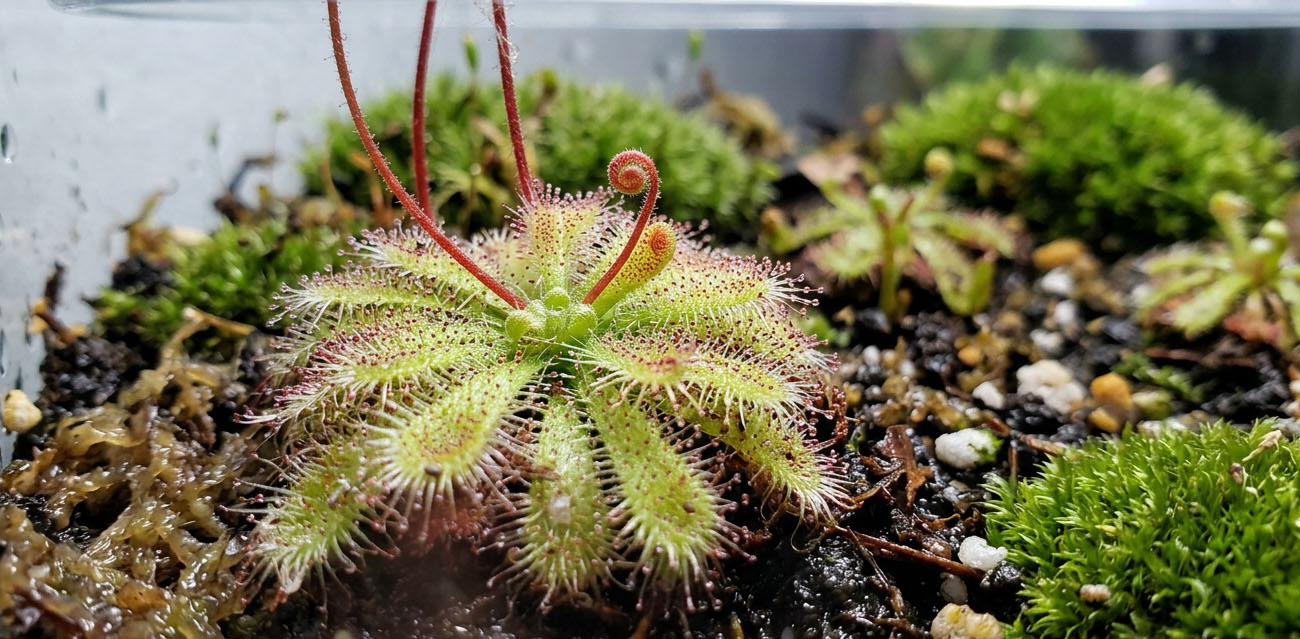 Drosera spatulata - roślina owadożerna rosiczka łyżeczkowata do terrarium