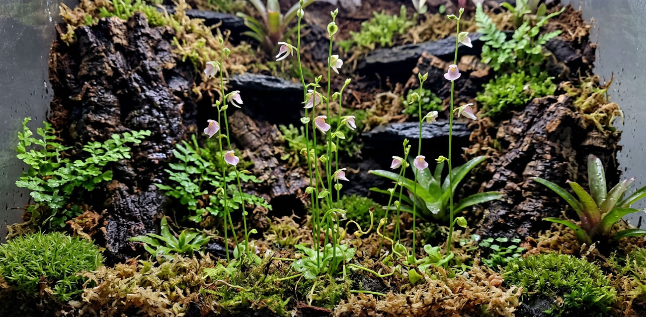 Warunki hodowli Utricularia calycifida