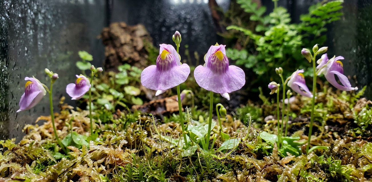 Wygląd i charakterystyka Utricularia calycifida