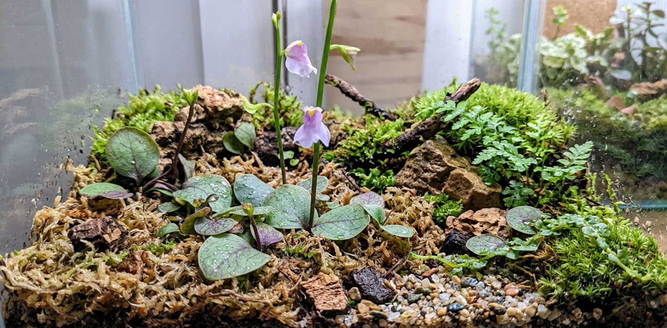 Utricularia calycifida - roślina owadożerna pęcherzyca do terrarium