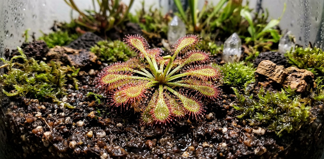 Warunki hodowli Drosera nidiformis x natalensis