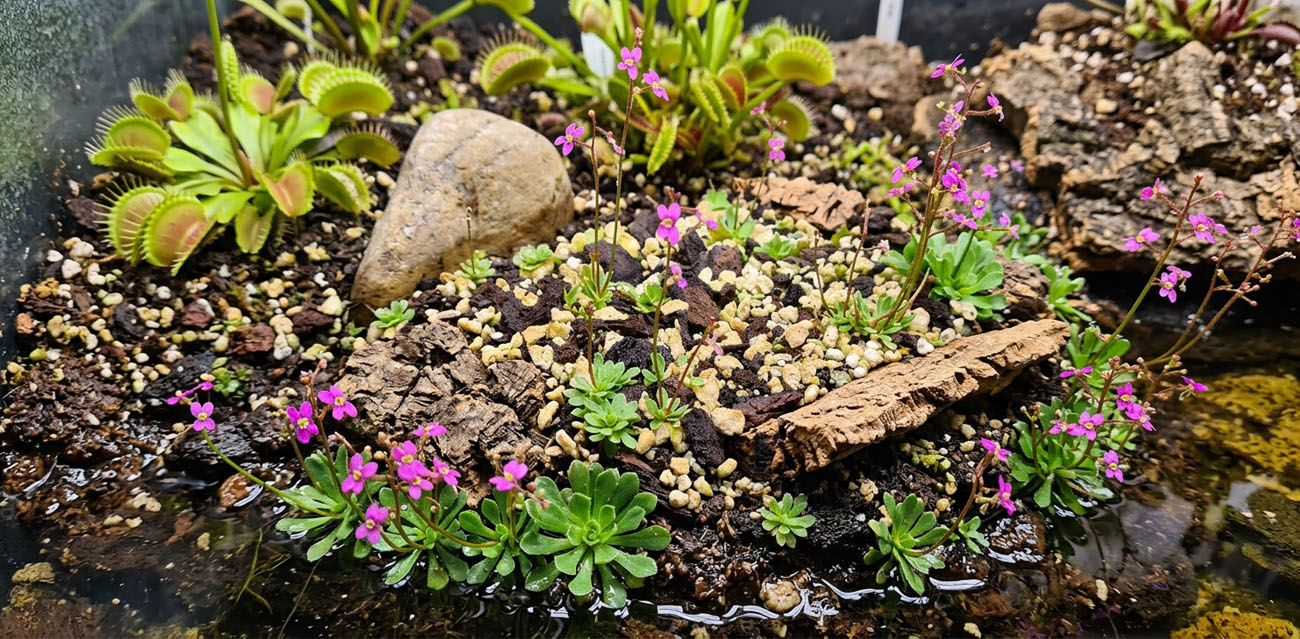 Wygląd i kwitnienie Stylidium debile