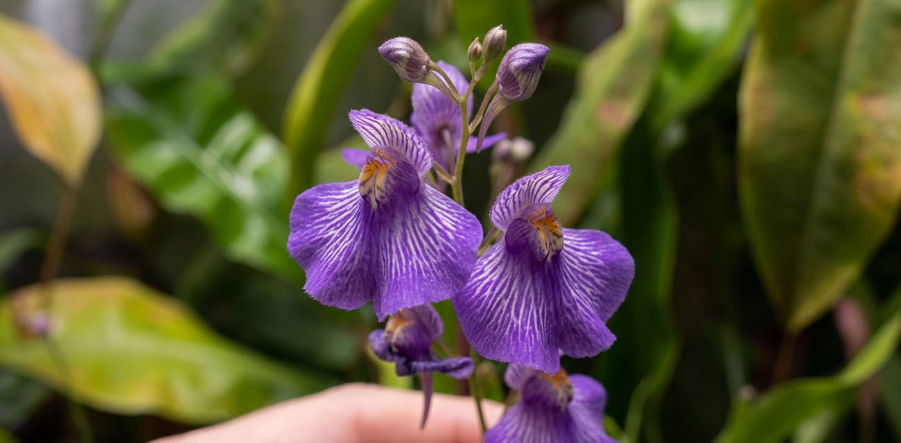 Utricularia longifolia - roślina owadożerna pływacz długolistny do terrarium