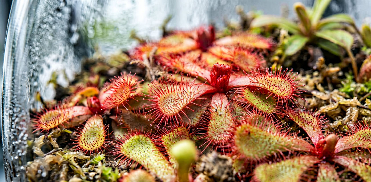 Naturalny sposób odżywiania