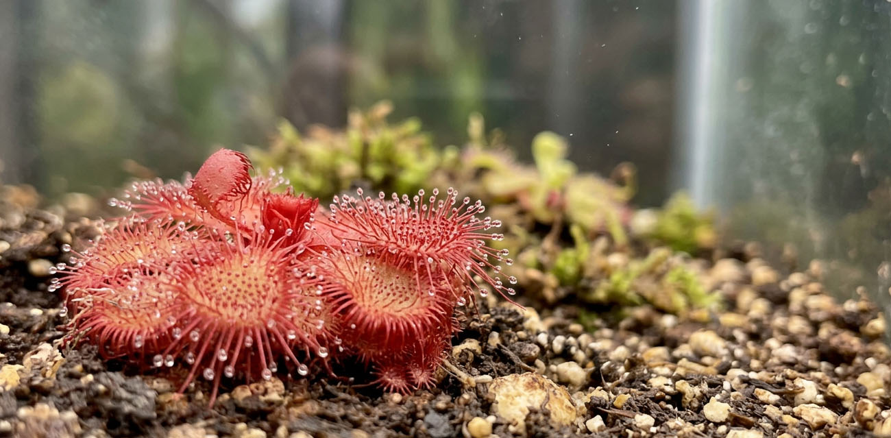 Warunki hodowli Drosera slackii