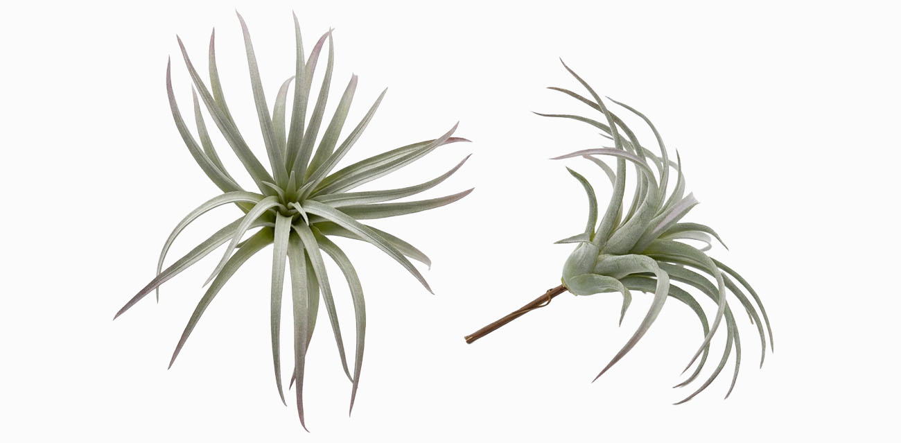Roślina sztuczna Tillandsia Brachycaulos Abdida Grey