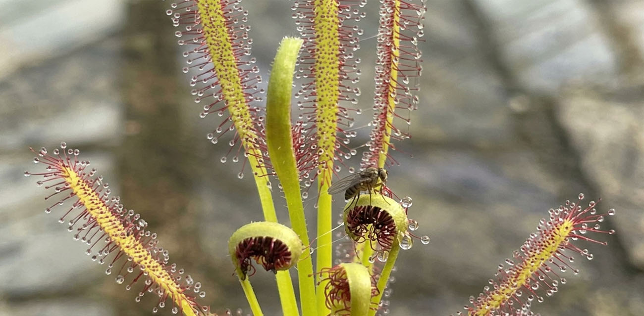 Warunki uprawy Drosera capensis