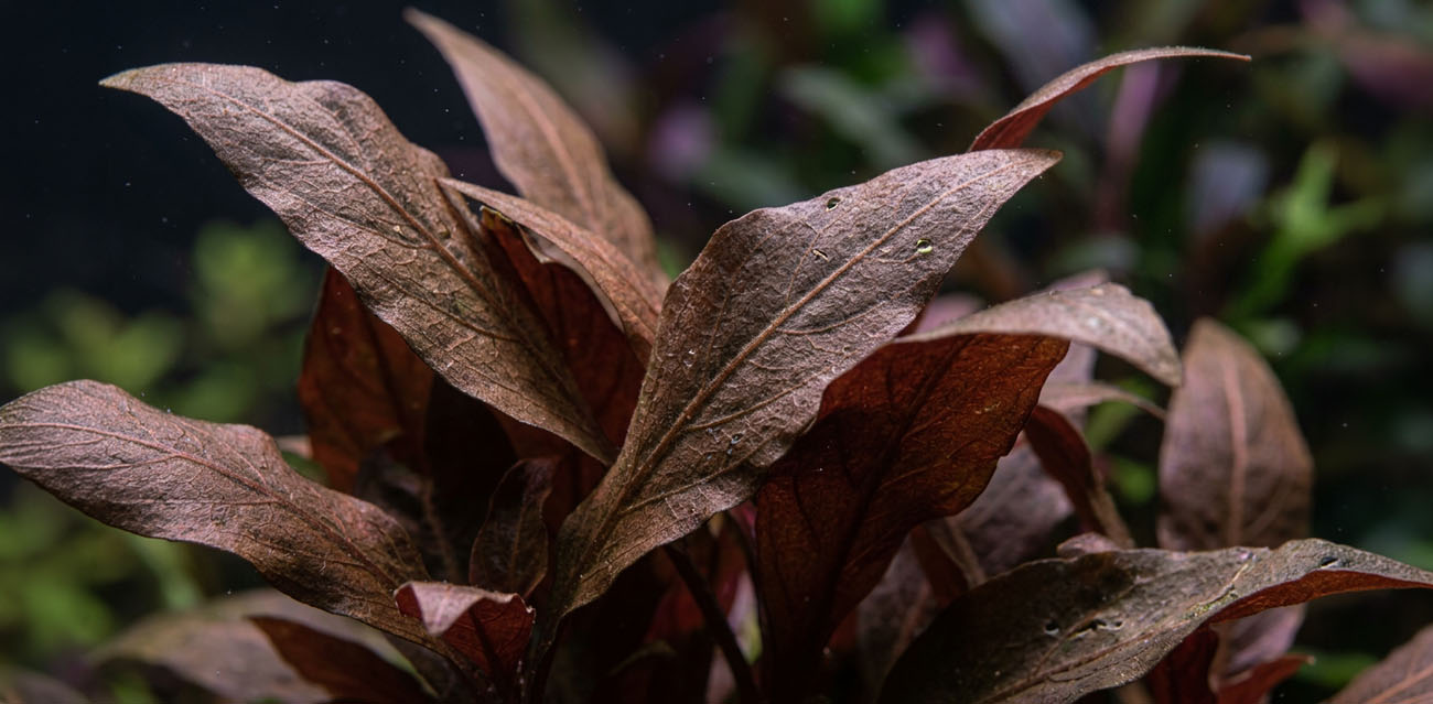Alternanthera reineckii 'Lilacina' - roślina do akwarium