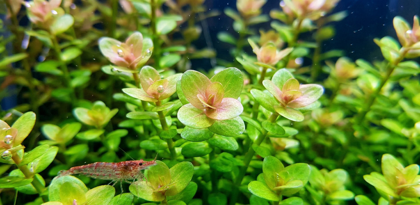 Ammania sp.'Bonsai' - roślina do akwarium