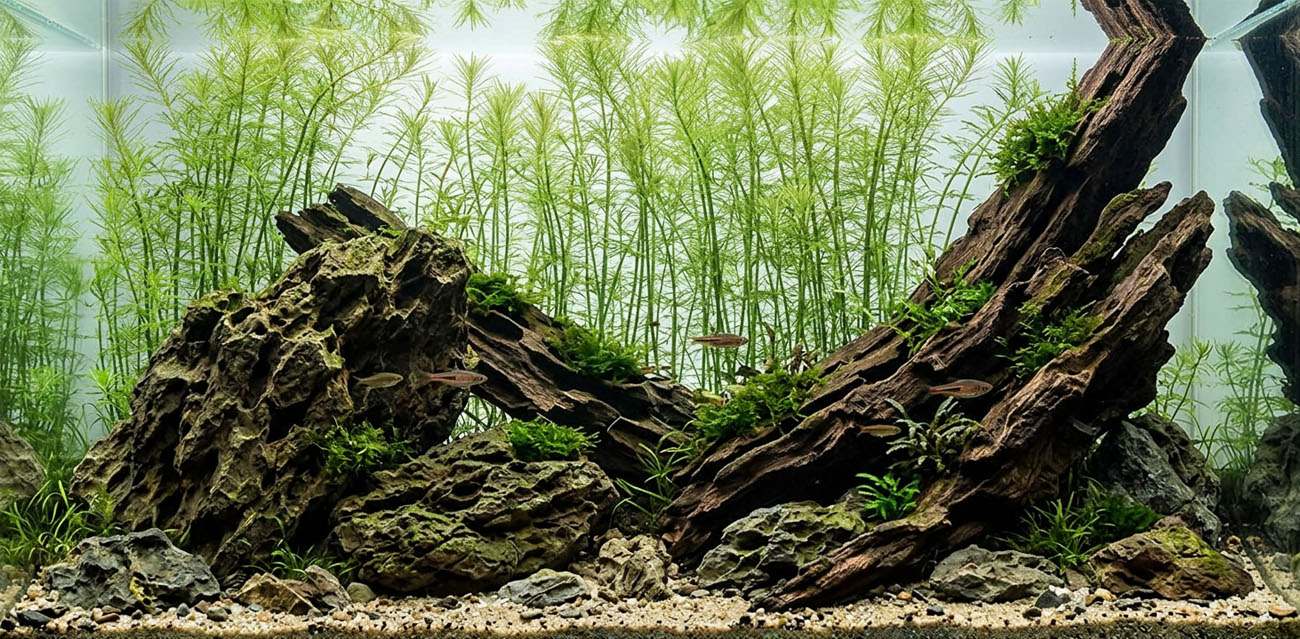 Wymagania Bacopa myriophylloides