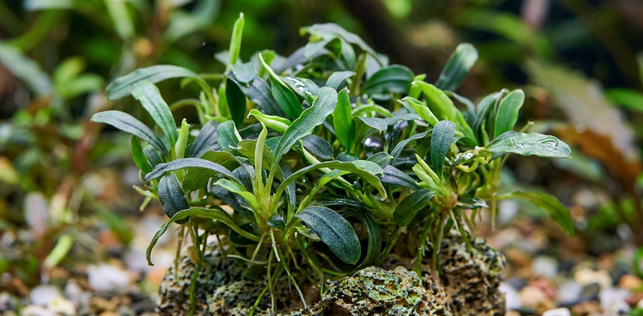 Rzadka Bucephalandra do naturalnych aranżacji