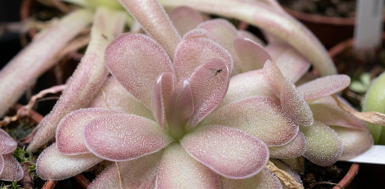 Pinguicula 'Cherry Blossom' - roślina owadożerna do terrarium