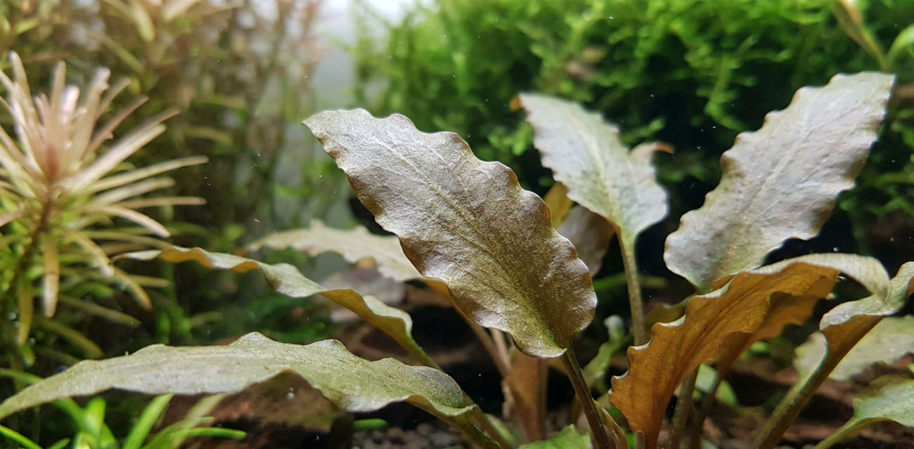 Cryptocoryne wendtii ’Mi Oya’ - roślina do akwarium