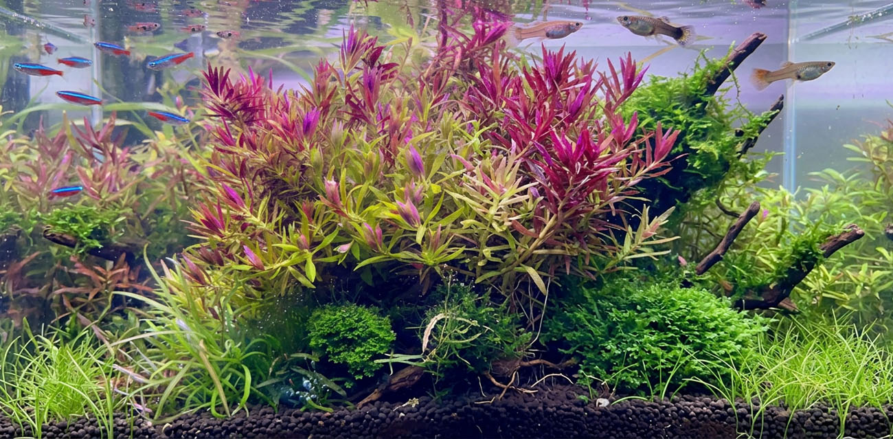 Limnophila aromatica - roślina do akwarium