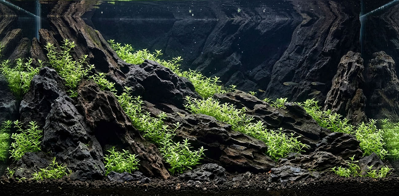 Limnophila sp. 'Scrophulariaceae' - roślina do akwarium