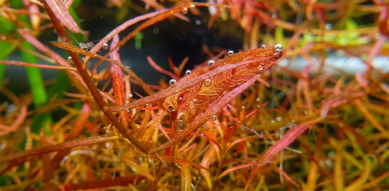 Ludwigia arcuata w aranżacji akwarium