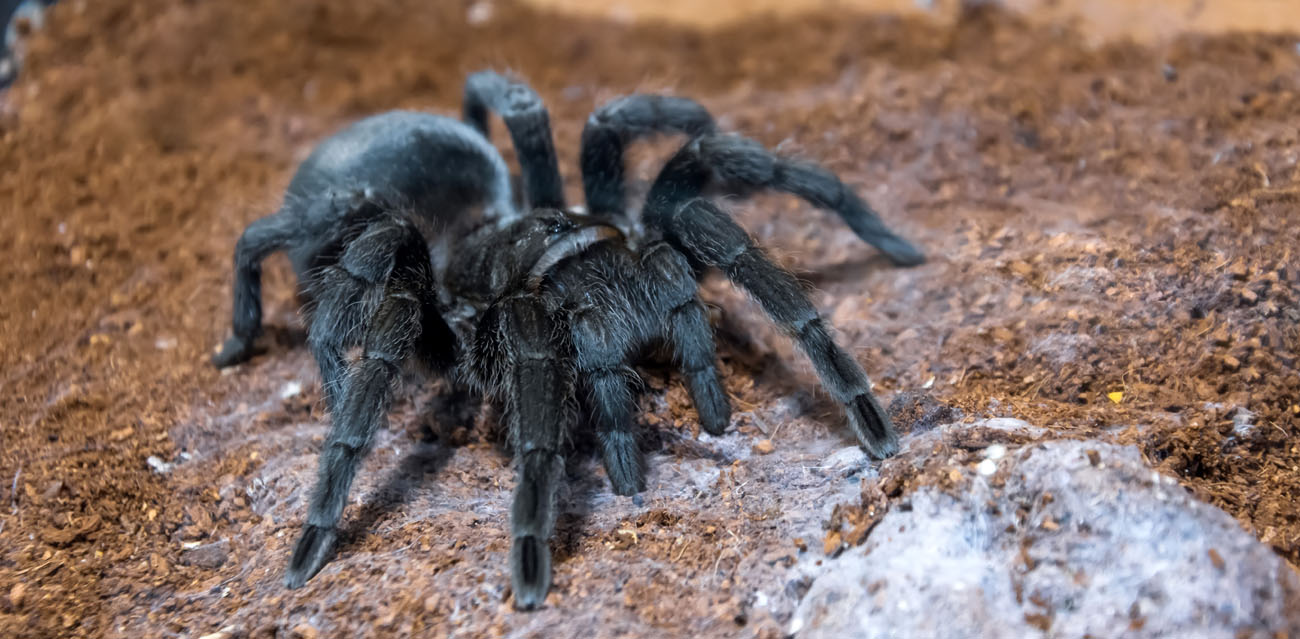 Ptasznik (Grammostola pulchra)