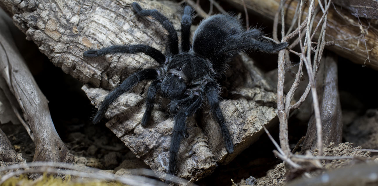 Warunki hodowli Grammostola pulchra