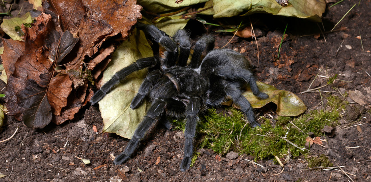 Karmienie Grammostola pulchra