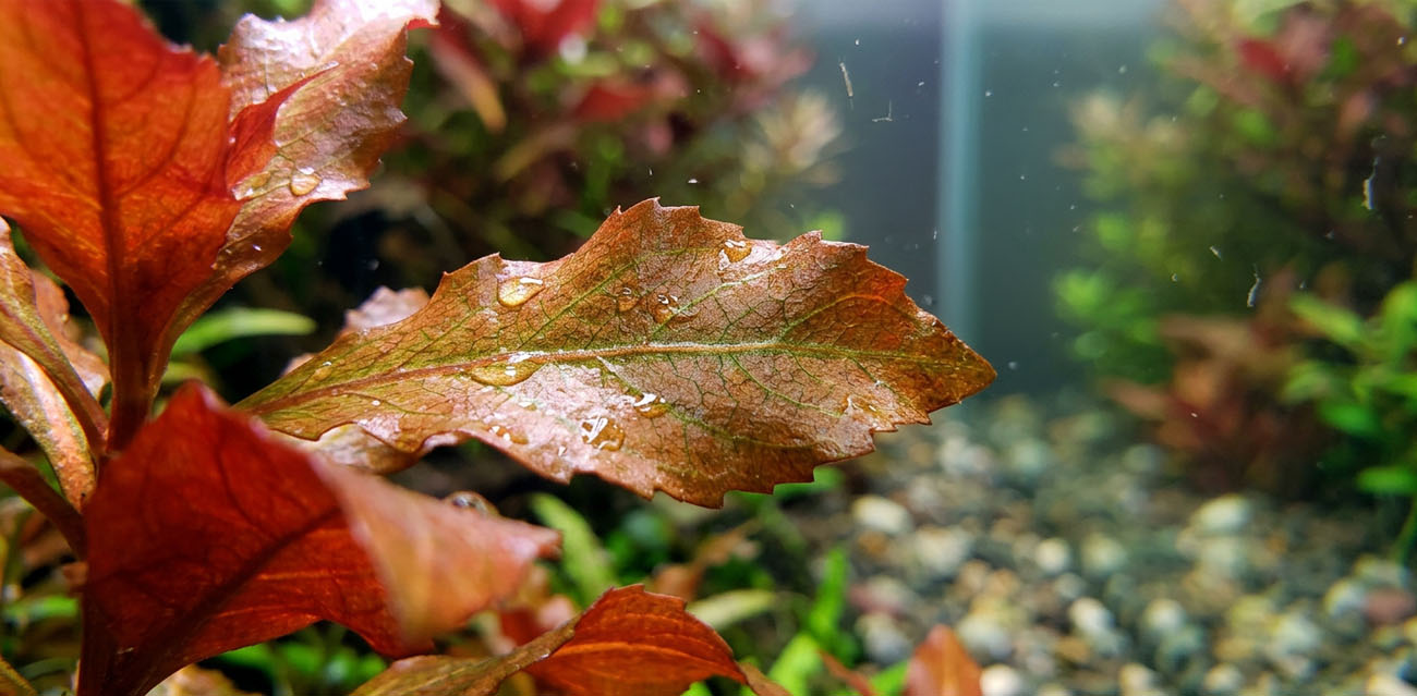 Warunki uprawy Ludwigia sphaerocarpa 'Pilosa'