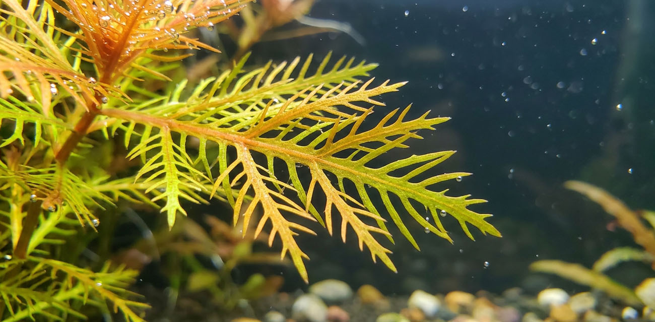 Warunki uprawy Proserpinaca palustris