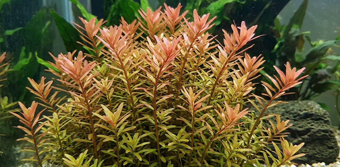 Rotala rotundifolia - roślina do akwarium